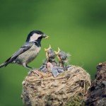 Everything you need to know about feeding birds in your garden